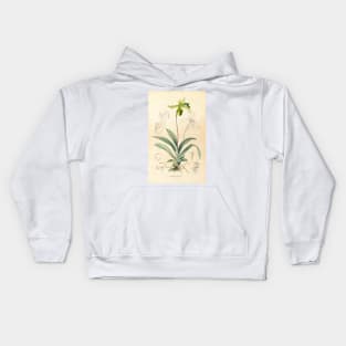 Paphiopedilum javanicum - Botanical Illustration Kids Hoodie